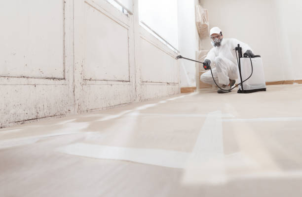 24/7 Emergency Black Mold Remediation experts in North Brunswick, NJ