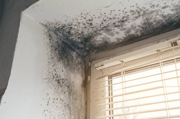 Affordable Black Mold Remediation solutions in North Brunswick, NJ